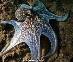 Octopus @ El Natural Beach Aguadilla PR by Carlos Pérez 